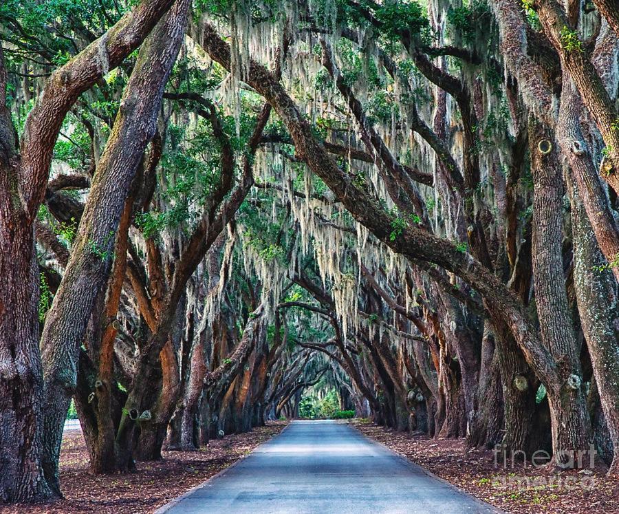 Pink Sand Hideaway Hilton Head Island Bagian luar foto